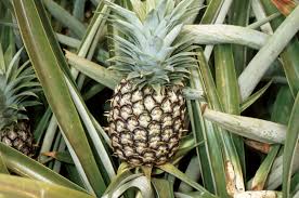 Ananas