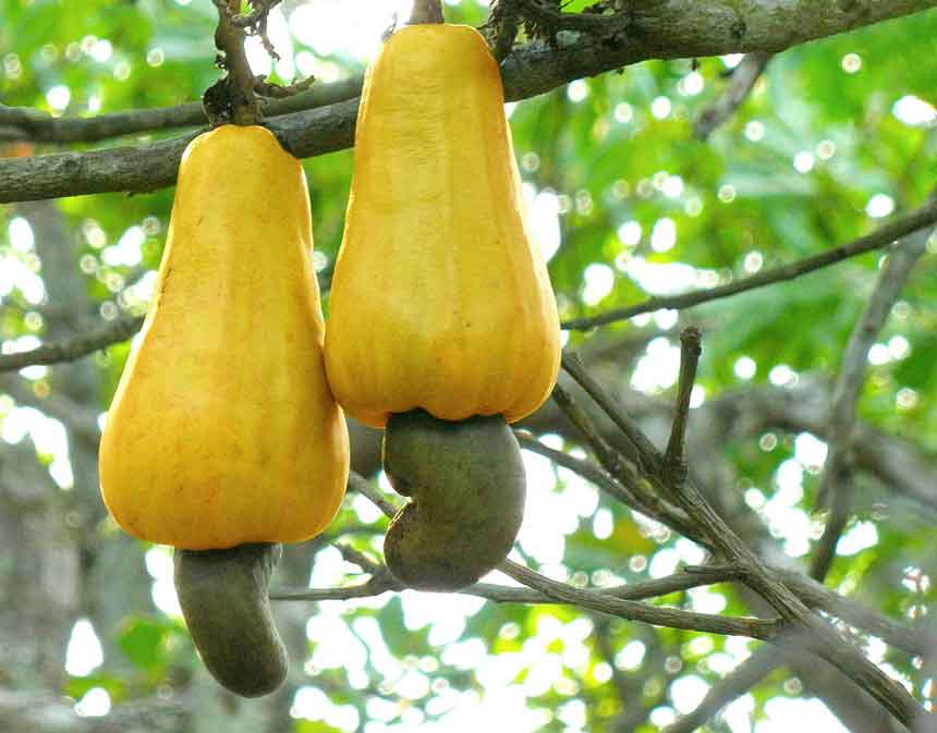 Cashew Nut