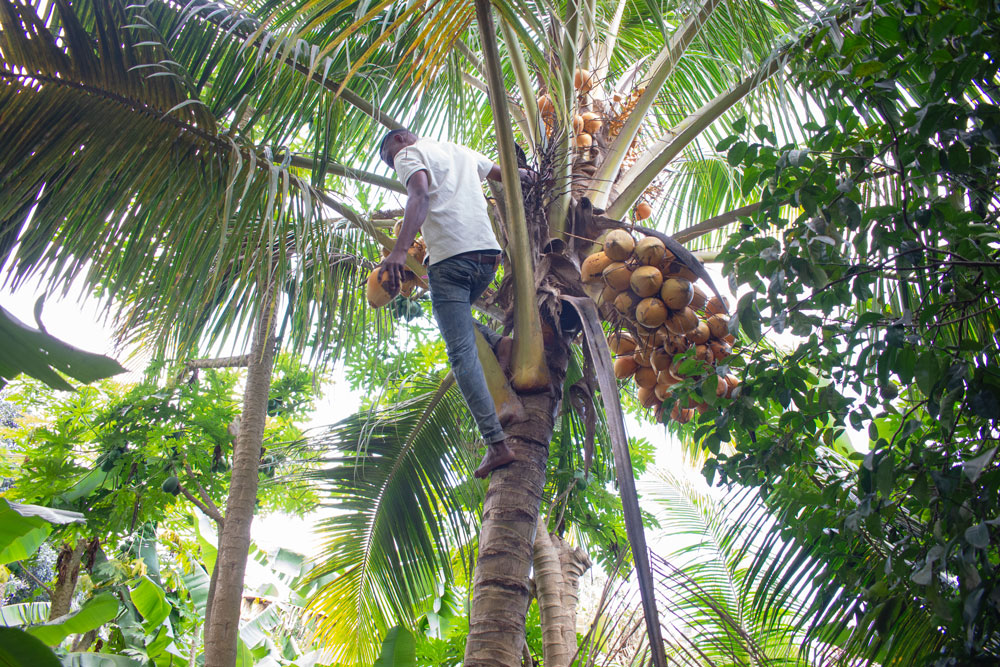 Coconut Climb