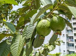 Guava