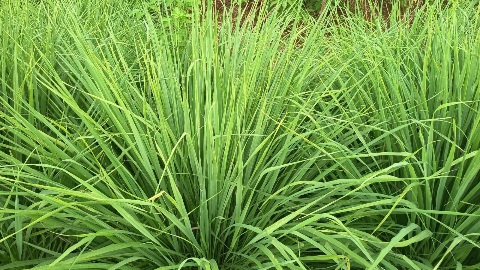 Lemon Grass
