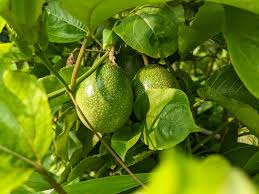 Passion Fruit