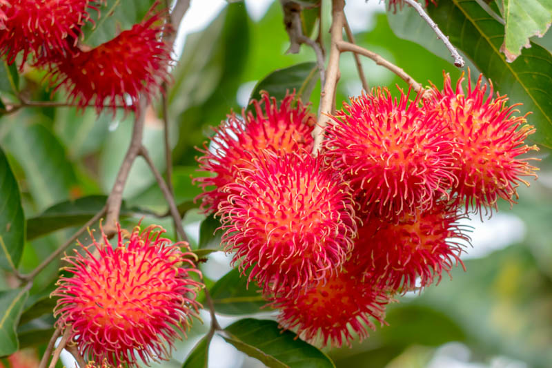 Rambutan