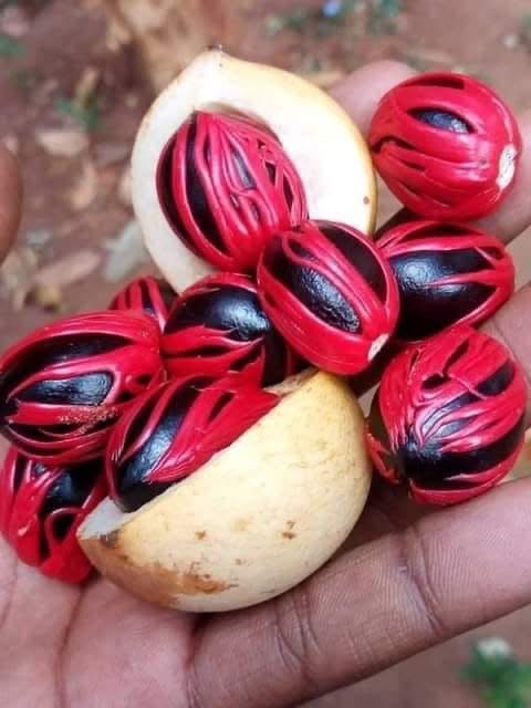 Fresh Spices